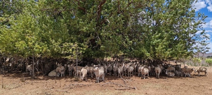 3 Bedroom Property for Sale in Sutherland Northern Cape